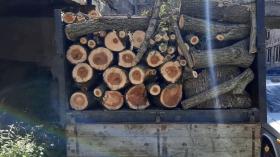 Գորիսի ոստիկաններն ապօրինի ծառահատման դեպք են բացահայտել Գորիսի ոստիկաններն ապօրինի ծառահատման դեպք են բացահայտել