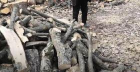 «Հայանտառ» ՊՈԱԿ-ի տարբեր տեղամասերից ծառեր են ապօրինի հատվել. Տավուշի ոստիկանների բացահայտումները