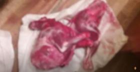 Բեզոարյան այծի որսն արգելված է․ Եղեգնաձորի ոստիկանների բացահայտումը Բեզոարյան այծի որսն արգելված է․ Եղեգնաձորի ոստիկանների բացահայտումը