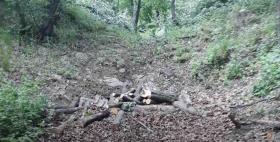 Գուգարքի ոստիկաններն ապօրինի ծառահատման դեպքեր են բացահայտել Գուգարքի ոստիկաններն ապօրինի ծառահատման դեպքեր են բացահայտել