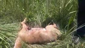 Վայոց ձորի ոստիկանները բեզոարյան այծի որսի դեպք են բացահայտել. ձերբակալվել է «Հայանտառ» ՊՈԱԿ մասնաճյուղի տնօրենը Վայոց ձորի ոստիկանները բեզոարյան այծի որսի դեպք են բացահայտել. ձերբակալվել է «Հայանտառ» ՊՈԱԿ մասնաճյուղի տնօրենը