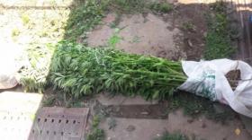 Արտաշատի քրեական հետախույզները Դալար գյուղի մի տան բակում կանեփի բույսեր են հայտնաբերել