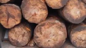 Գուգարքի ոստիկաններն ապօրինի ծառահատման դեպք են բացահայտել Գուգարքի ոստիկաններն ապօրինի ծառահատման դեպք են բացահայտել