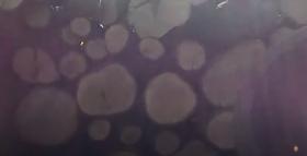 Ապօրինի ծառահատման հերթական դեպքը. Գուգարքի ոստիկանների բացահայտումը Ապօրինի ծառահատման հերթական դեպքը. Գուգարքի ոստիկանների բացահայտումը