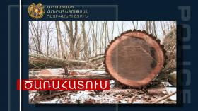 Ոստիկանները ապօրինի ծառահատման դեպքեր են բացահայտել Ոստիկանները ապօրինի ծառահատման դեպքեր են բացահայտել