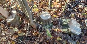 Եղեգնուտ գյուղի անտառում մոտ 50 ծառ էր հատել.  Գուգարքի ոստիկանների բացահայտումը Եղեգնուտ գյուղի անտառում մոտ 50 ծառ էր հատել.  Գուգարքի ոստիկանների բացահայտումը