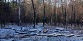 Սոճիներ էին ապօրինի հատել. Տաշիրի ոստիկանների բացահայտումը  Սոճիներ էին ապօրինի հատել. Տաշիրի ոստիկանների բացահայտումը