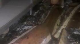 Համայնքային ոստիկաններն ապօրինի ծառահատման դեպք են բացահայտել Համայնքային ոստիկաններն ապօրինի ծառահատման դեպք են բացահայտել