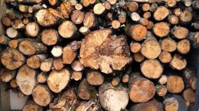 Համայնքային ոստիկաններն ապօրինի ծառահատման դեպք են բացահայտել   Համայնքային ոստիկաններն ապօրինի ծառահատման դեպք են բացահայտել