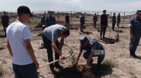 Ծառատունկ Հավերժության պուրակում Ծառատունկ Հավերժության պուրակում