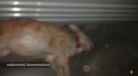 Եղեգնաձորի ոստիկանները ապօրինի որսի դեպք են բացահայտել Եղեգնաձորի ոստիկանները ապօրինի որսի դեպք են բացահայտել