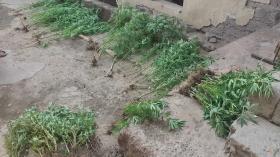 Արտաշատի ոստիկանները Մրգանուշ գյուղում հայտնաբերել են կանեփի բույսեր