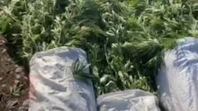 Ոստիկանները Ծաղկահովիտ գյուղի տներից մեկի հողամասում կանեփի 160 բույս են հայտնաբերել