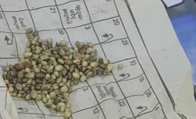 Նաիրիի բաժնի համայնքային ոստիկանները կանեփի բույսեր ու մարիխուանա են հայտնաբերել