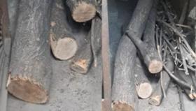 Մայրաքաղաքի կենտրոնում ծառ հատած անձինք հայտնաբերվել են Մայրաքաղաքի կենտրոնում ծառ հատած անձինք հայտնաբերվել են