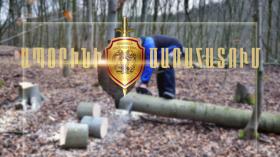 Բռնվեցին ծառեր ապօրինի հատելիս  Բռնվեցին ծառեր ապօրինի հատելիս