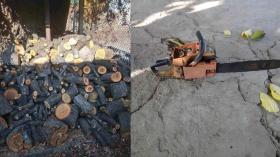 Աշտարակի քրեական հետախույզներն ապօրինի ծառահատման դեպք են բացահայտել Աշտարակի քրեական հետախույզներն ապօրինի ծառահատման դեպք են բացահայտել