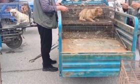 Դաժան վերաբերմունք կենդանիների նկատմամբ. թեմատիկ անդրադարձ Դաժան վերաբերմունք կենդանիների նկատմամբ. թեմատիկ անդրադարձ