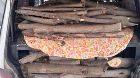 Ապօրինի ծառահատման դեպքեր Սյունիքում Ապօրինի ծառահատման դեպքեր Սյունիքում