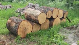 Ապօրինի ծառահատումների դեմ Իջևանի ոստիկանների պայքարի նոր դրվագներ Ապօրինի ծառահատումների դեմ Իջևանի ոստիկանների պայքարի նոր դրվագներ