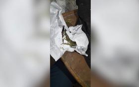 Արագածի ոստիկանները ապօրինի թմրանյութ պահելու և կանեփ աճեցնելու դեպք են բացահայտել Արագածի ոստիկանները ապօրինի թմրանյութ պահելու և կանեփ աճեցնելու դեպք են բացահայտել