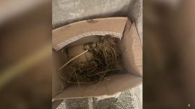 Արմավիրի ոստիկանները ապօրինի թմրանյութ պահելու և օգտագործելու դեպքեր են բացահայտել Արմավիրի ոստիկանները ապօրինի թմրանյութ պահելու և օգտագործելու դեպքեր են բացահայտել