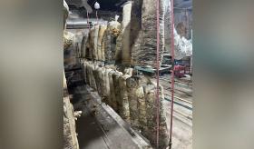 Սնկանոց Աշտարակի դպրոցներից մեկի նկուղում Սնկանոց Աշտարակի դպրոցներից մեկի նկուղում