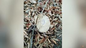 Տղամարդը ապօրինի հատել էր հաճարենու և բոխու 32 ծառ. Տավուշի ոստիկանների բացահայտումը Տղամարդը ապօրինի հատել էր հաճարենու և բոխու 32 ծառ. Տավուշի ոստիկանների բացահայտումը