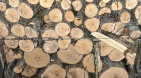 Ապօրինի ծառահատման դեպքեր են բացահայտվել Ապօրինի ծառահատման դեպքեր են բացահայտվել