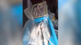 Մեքենան բեռնված էր որսն արգելված ձկներով. Աշտարակի համայնքային ոստիկանների բացահայտումը Մեքենան բեռնված էր որսն արգելված ձկներով. Աշտարակի համայնքային ոստիկանների բացահայտումը