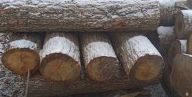 Տավուշի քրեական հետախույզներն ապօրինի ծառահատման դեպք են բացահայտել Տավուշի քրեական հետախույզներն ապօրինի ծառահատման դեպք են բացահայտել