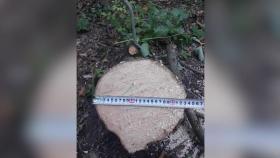 Ապօրինի հատել էր թաց կանգուն ծառեր Ապօրինի հատել էր թաց կանգուն ծառեր