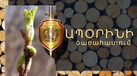 Գորիսի համայնքային ոստիկանները ծառերն ապօրինի հատելու դեպք են բացահայտել Գորիսի համայնքային ոստիկանները ծառերն ապօրինի հատելու դեպք են բացահայտել