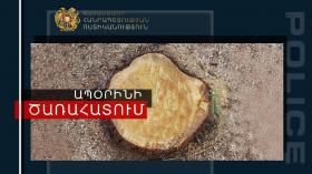 Ապօրինի ծառահատումների դեմ ոստիկանության պայքարը շարունակական է Ապօրինի ծառահատումների դեմ ոստիկանության պայքարը շարունակական է