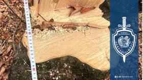 Տավուշի բաժնի համայնքային ոստիկանները ապօրինի ծառահատումների դեպքեր են բացահայտել Տավուշի բաժնի համայնքային ոստիկանները ապօրինի ծառահատումների դեպքեր են բացահայտել