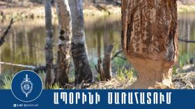 Ապօրինի ծառահատում կատարած տղամարդը հայտնաբերվել է Ապօրինի ծառահատում կատարած տղամարդը հայտնաբերվել է