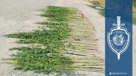 Կանաչուտի բնակչի բակում կանեփի 151 թուփ է հայտնաբերվել. Արտաշատի համայնքային ոստիկանների բացահայտումը Կանաչուտի բնակչի բակում կանեփի 151 թուփ է հայտնաբերվել. Արտաշատի համայնքային ոստիկանների բացահայտումը