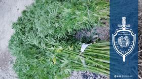 Ալափարսի բնակչի բակում կանեփի 311 թուփ է հայտնաբերվել․ Չարենցավանի համայնքային ոստիկանների բացահայտումը Ալափարսի բնակչի բակում կանեփի 311 թուփ է հայտնաբերվել․ Չարենցավանի համայնքային ոստիկանների բացահայտումը