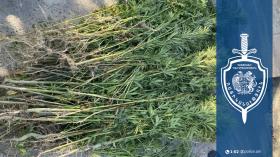 Ծովակի բնակչի հողամասում կանեփի 200-ից ավելի թուփ է հայտնաբերվել․ Վարդենիսի համայնքային ոստիկանների բացահայտումը Ծովակի բնակչի հողամասում կանեփի 200-ից ավելի թուփ է հայտնաբերվել․ Վարդենիսի համայնքային ոստիկանների բացահայտումը