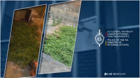 Վաղատինում հայտնաբերվել է կանեփի 839 թուփ․ Սիսիանի համայնքային ոստիկանների բացահայտումները Վաղատինում հայտնաբերվել է կանեփի 839 թուփ․ Սիսիանի համայնքային ոստիկանների բացահայտումները