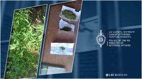 Աշտարակի համայնքային ոստիկանները մարիխուանայով փաթեթներ ու կանեփի թփեր են հայտնաբերել Աշտարակի համայնքային ոստիկանները մարիխուանայով փաթեթներ ու կանեփի թփեր են հայտնաբերել