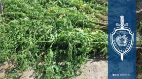 37-ամյա աշտարակցու տնամերձ հողամասում կանեփի 164 բույս է հայտնաբերվել․ նախաձեռնվել է քրեական վարույթ 37-ամյա աշտարակցու տնամերձ հողամասում կանեփի 164 բույս է հայտնաբերվել․ նախաձեռնվել է քրեական վարույթ