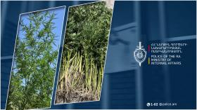 Արթիկի համայնքային ոստիկանները Հոռոմում հայտնաբերել են կանեփի 113 բույս Արթիկի համայնքային ոստիկանները Հոռոմում հայտնաբերել են կանեփի 113 բույս