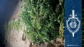 Արմավիրի համայնքային ոստիկանները կանեփի թփեր ու խոշոր չափերի մարիխուանայի նմանվող զանգված են հայտնաբերել Արմավիրի համայնքային ոստիկանները կանեփի թփեր ու խոշոր չափերի մարիխուանայի նմանվող զանգված են հայտնաբերել