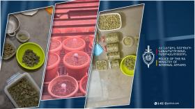 Հայտնաբերվել է լաբորատորիա, ապօրինի շրջանառությունից հանվել 6 կիլոգրամից ավելի մարիխուանա․ Երևանի քրեական ոստիկանների բացահայտումը Հայտնաբերվել է լաբորատորիա, ապօրինի շրջանառությունից հանվել 6 կիլոգրամից ավելի մարիխուանա․ Երևանի քրեական ոստիկանների բացահայտումը