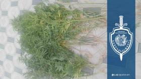 Արարատի համայնքային ոստիկանները սուրենավանցու հողամասում կանեփի բույսեր և նույն բույսից պատրաստած զանգված են հայտնաբերել Արարատի համայնքային ոստիկանները սուրենավանցու հողամասում կանեփի բույսեր և նույն բույսից պատրաստած զանգված են հայտնաբերել