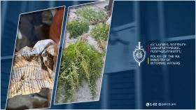 Սպիտակցի 63-ամյա տղամարդը աճեցնում էր կանեփ և իրացնում թմրամիջոց․ Լոռու քրեական ոստիկանները բացահայտեցին դեպքը Սպիտակցի 63-ամյա տղամարդը աճեցնում էր կանեփ և իրացնում թմրամիջոց․ Լոռու քրեական ոստիկանները բացահայտեցին դեպքը