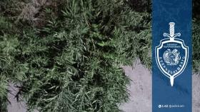 Հողատարածքում աճեցնում էր կանեփ և պահում թմրամիջոց․ Վաղարշապատի ոստիկանները բացահայտեցին դեպքը Հողատարածքում աճեցնում էր կանեփ և պահում թմրամիջոց․ Վաղարշապատի ոստիկանները բացահայտեցին դեպքը