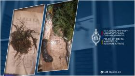 Կապանի համայնքային ոստիկանները հայտնաբերել են կանեփ և նույն բույսից պատրաստված չորացված զանգված Կապանի համայնքային ոստիկանները հայտնաբերել են կանեփ և նույն բույսից պատրաստված չորացված զանգված