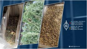 Կանեփի 243 թուփ, նաև սերմ ու երկուսուկես կգ-ից ավելի չոր զանգված. Տաշիրի համայնքային ոստիկանների բացահայտումը Կանեփի 243 թուփ, նաև սերմ ու երկուսուկես կգ-ից ավելի չոր զանգված. Տաշիրի համայնքային ոստիկանների բացահայտումը